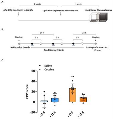 Activation of nucleus accumbens projections to the ventral tegmental area alters molecular signaling and neurotransmission in the reward system